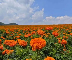 曲靖超全赏花攻略！四季赏花地图，再也不怕错过花期了！