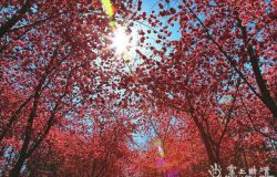 ������������԰��ӣ��������