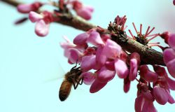 XGP+XPRO���۷�