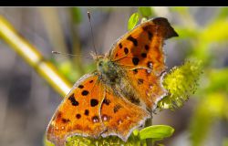 ���㾵΢����ֲ�