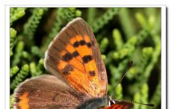 ��һ��xpro���㾵�ĵ�С����