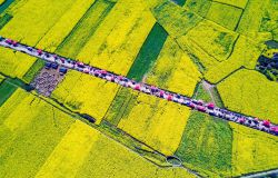 ���������Ͳ˻��� ���һƬ�������