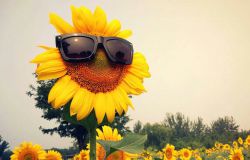 �����ſ������տ�д��