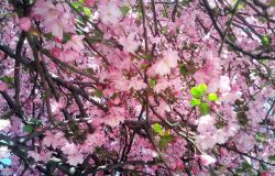 ������Ư��ӣ��