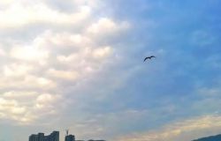 �Ͻ������Щ�ֻ���Ӱ�����������������Ƭ��ӱ������