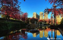 ��Ӱ����������������